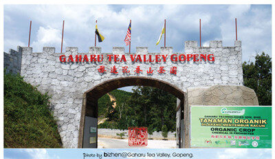 Ipoh – Gaharu Tea Valley