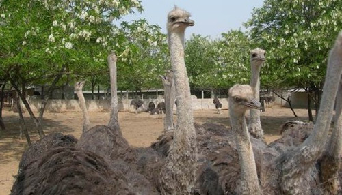 Johor – Ostrich Farm