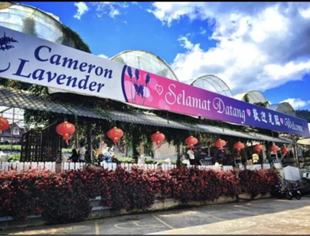 Cameron Highlands – Lavender Gardens