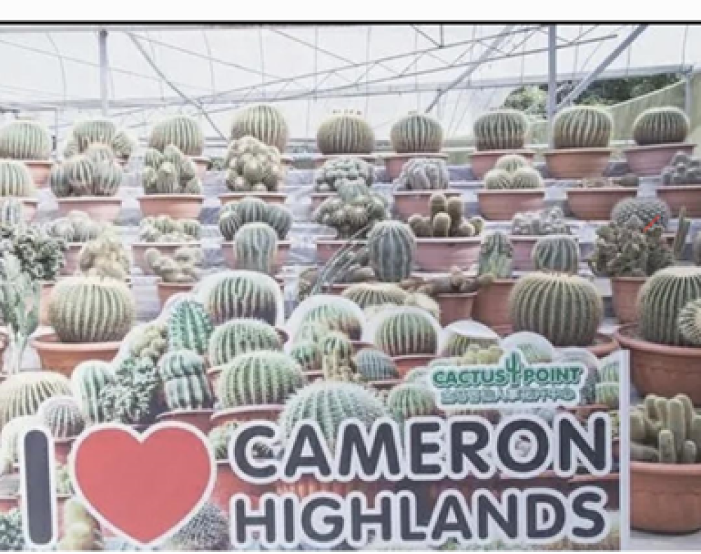 Cameron Highlands – Cactus Valley